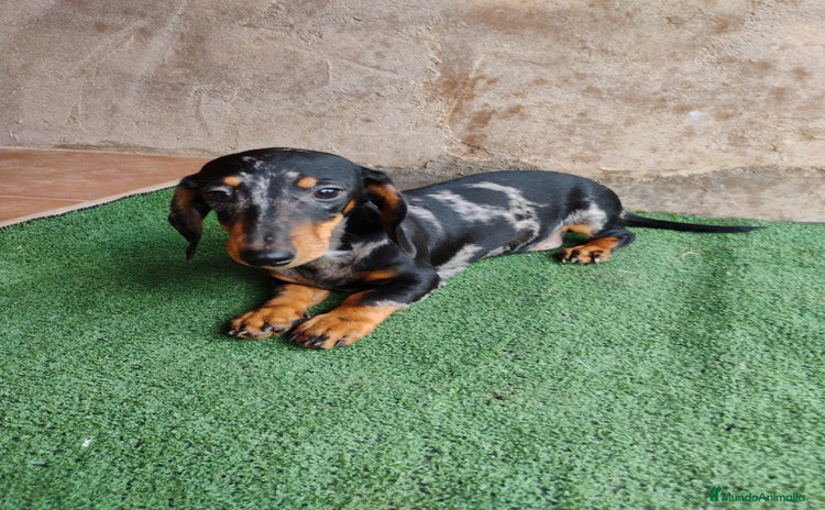 Teckel Miniatura perros - Anuncio 3