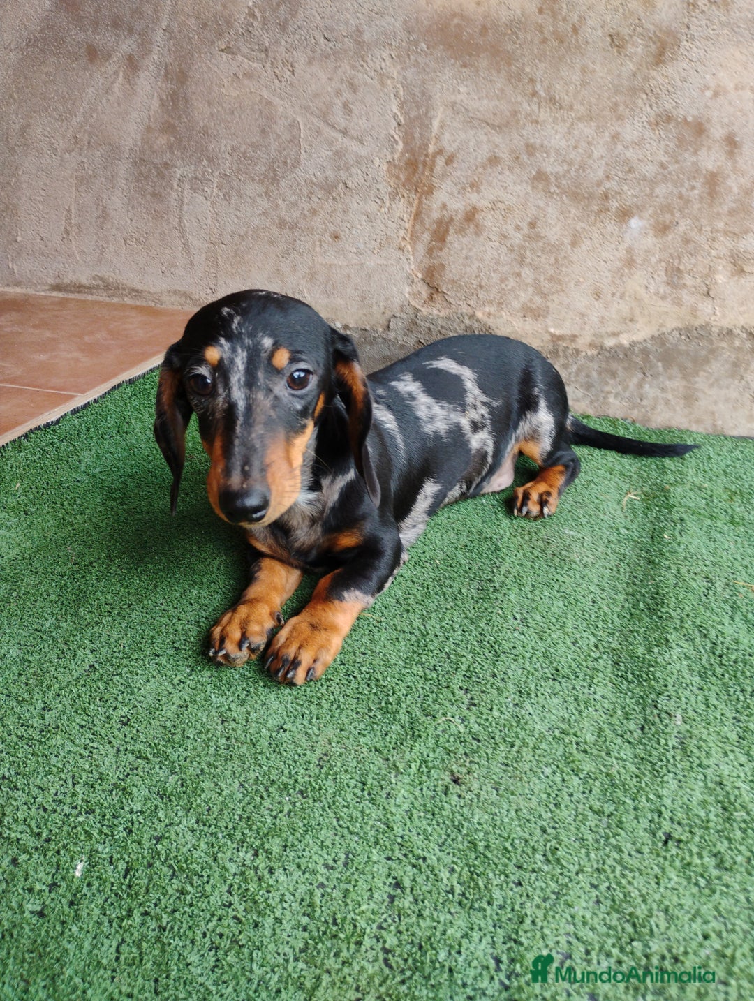 Teckel Miniatura perros en venta: Cachorro macho teckel arlequín plata  - Imagen 1