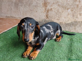 Teckel Miniatura perros - Anuncio 3