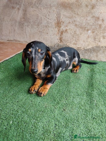 Teckel Miniatura perros - Anuncio 3