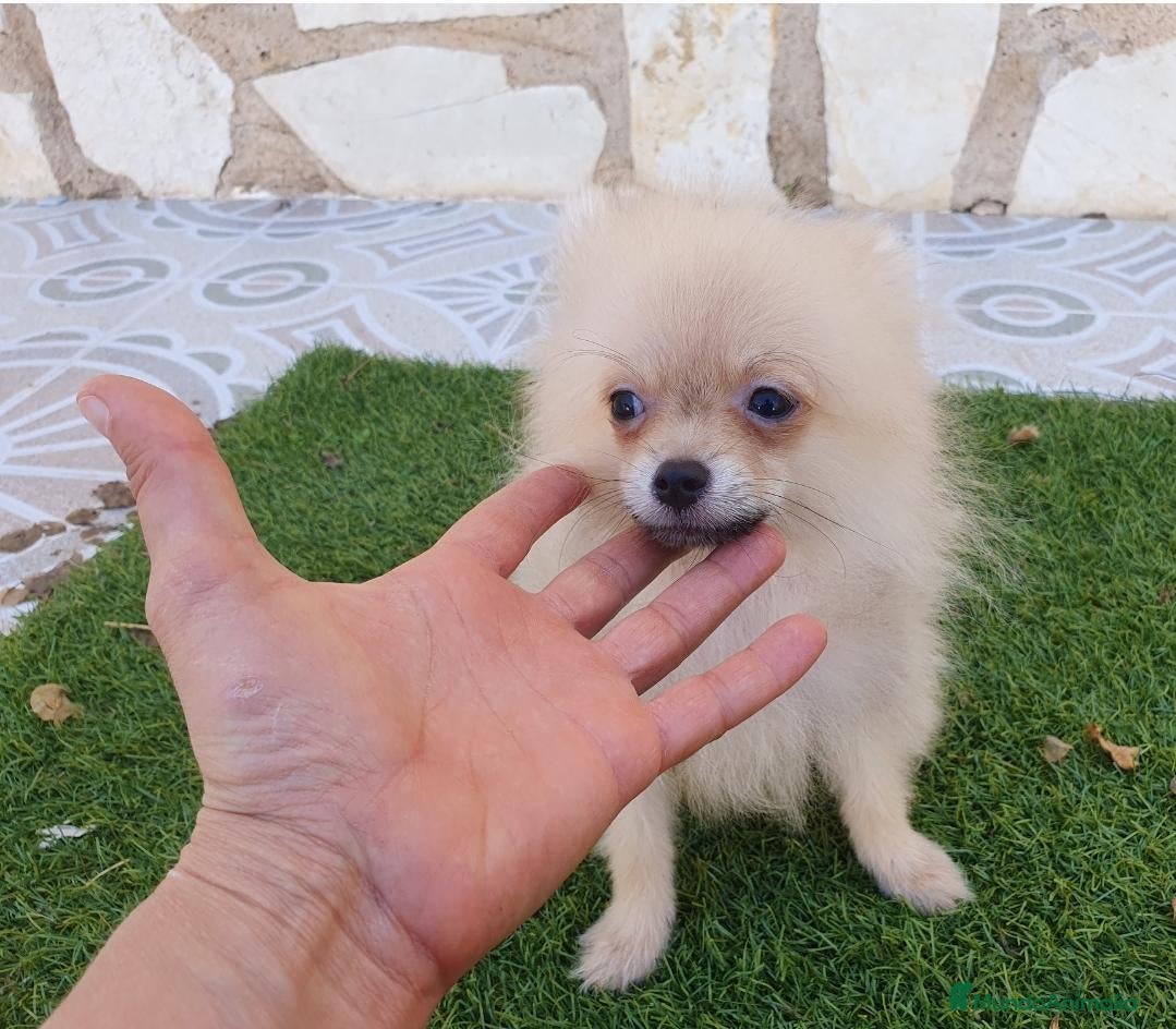 Pomerania perros Pomeranias 1kg Super Toys - Anuncio 2
