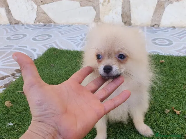 Pomerania perros en venta: Pomeranias 1kg Super Toys - Anuncio 2