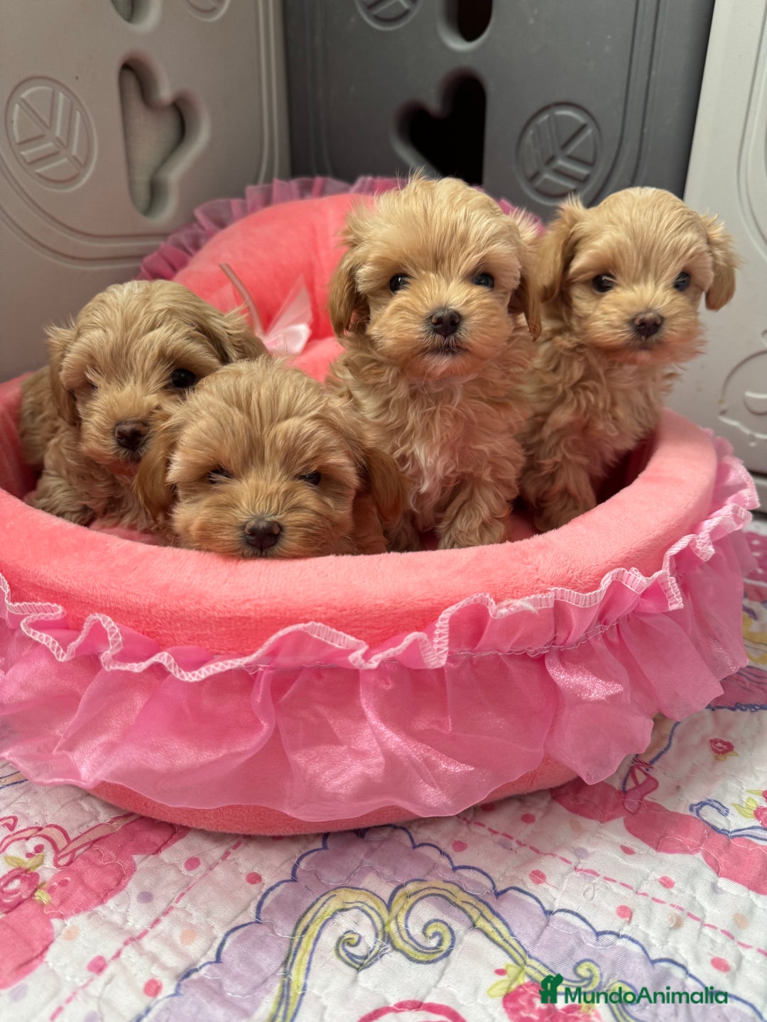 Maltipoo perros en venta: Maltipoo  - Anuncio 4