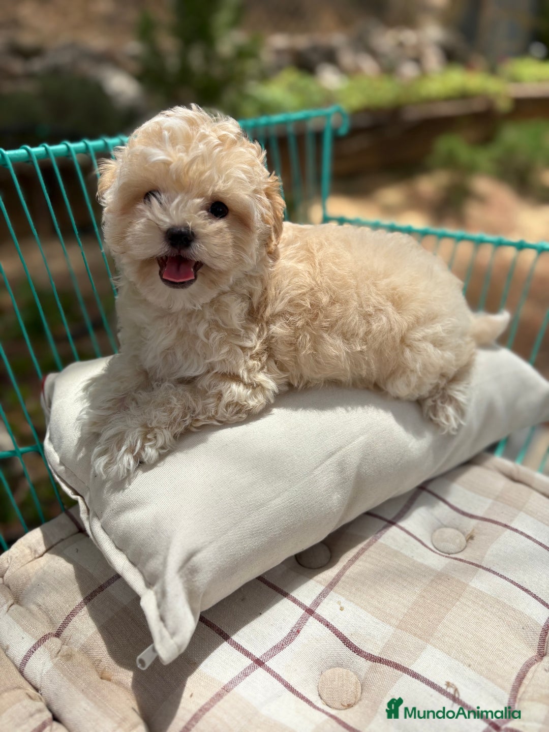 Maltipoo perros en venta: Maltipoo - Imagen 4