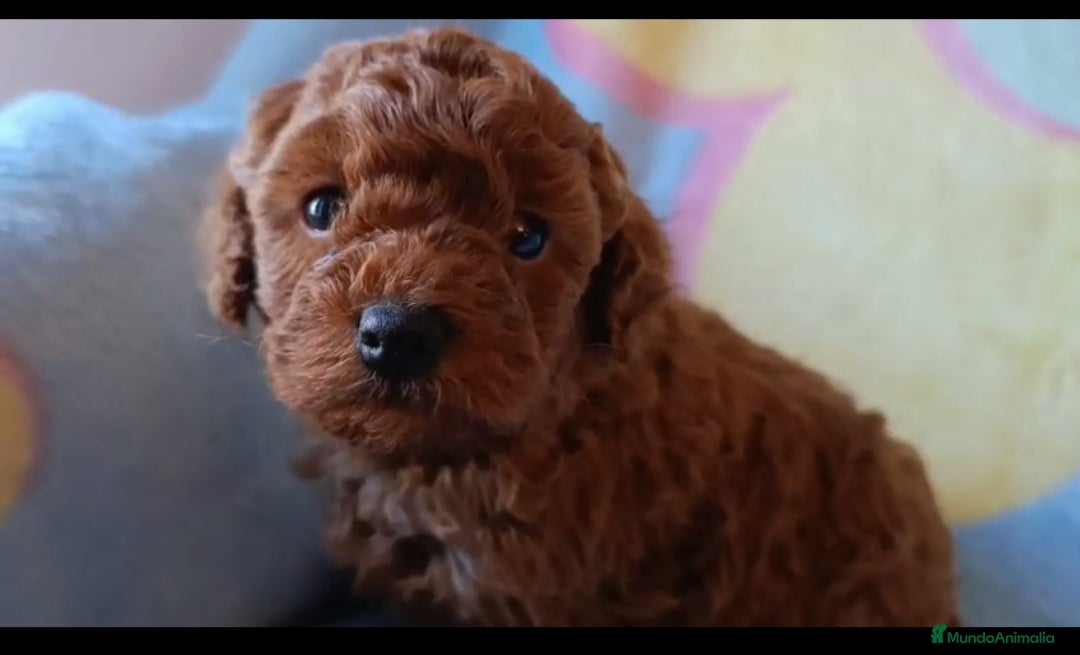 Caniche Enano perros Caniche Macho - Anuncio 15