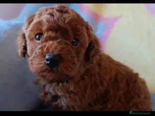 Caniche Enano perros Caniche Macho - Anuncio 21