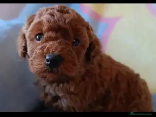 Caniche Enano perros Caniche Macho - Anuncio 3