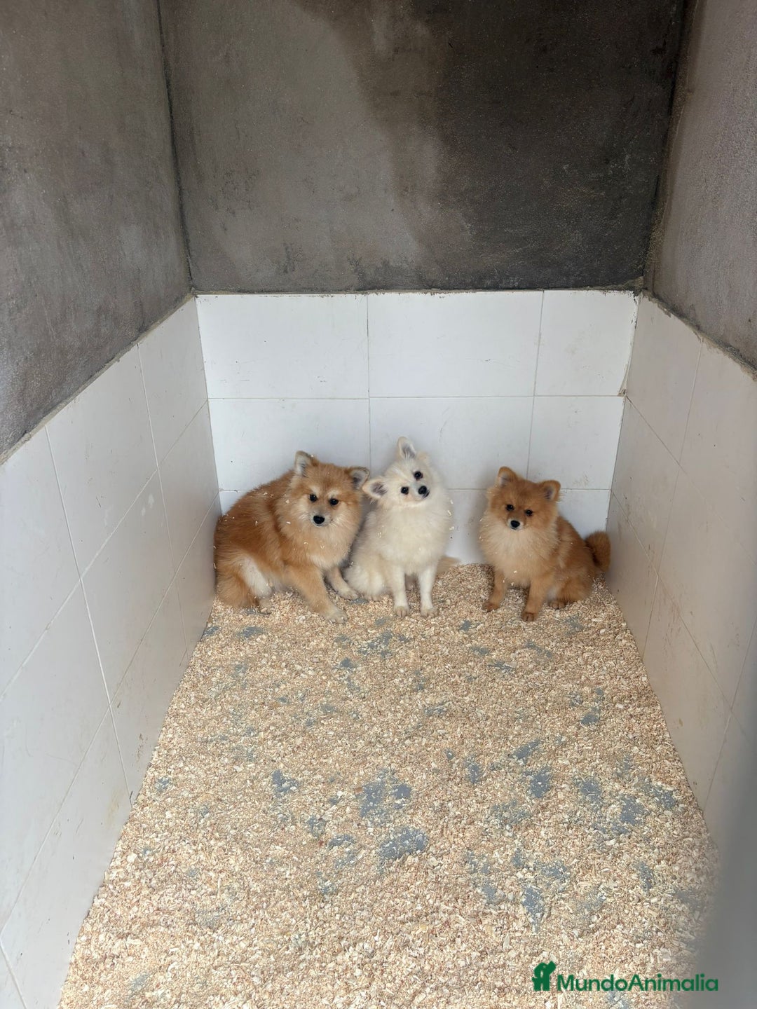 Pomerania perros en venta: Oportunidad Pomerania machos  - Anuncio 4