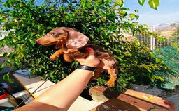 Teckel Miniatura perros en venta: Arlequín chocolate  - Imagen 5