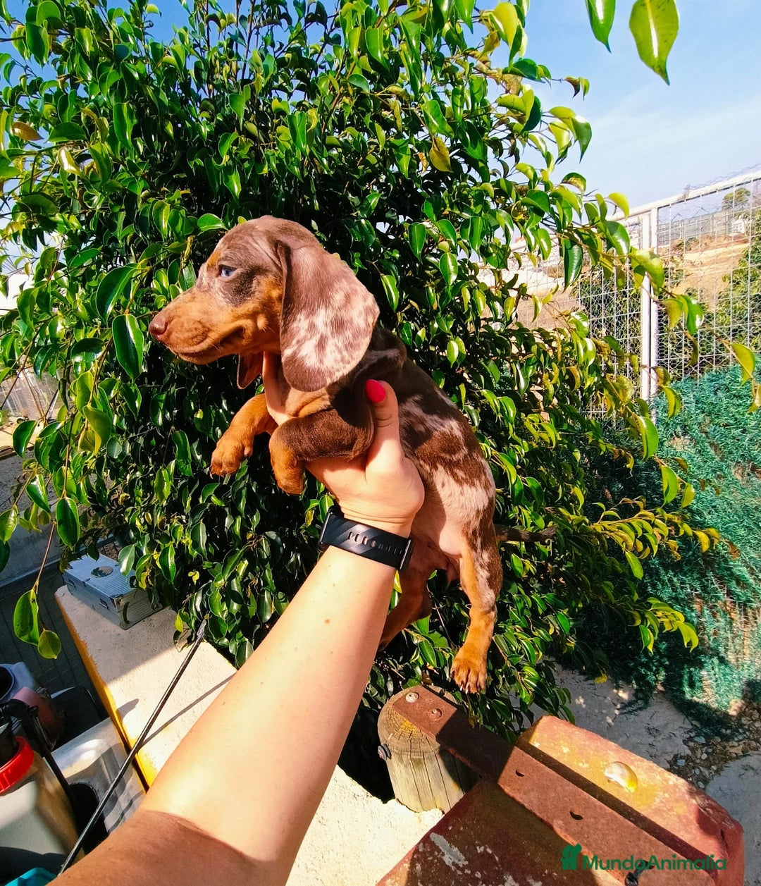 Teckel Miniatura perros en venta: Arlequín chocolate  - Imagen 5