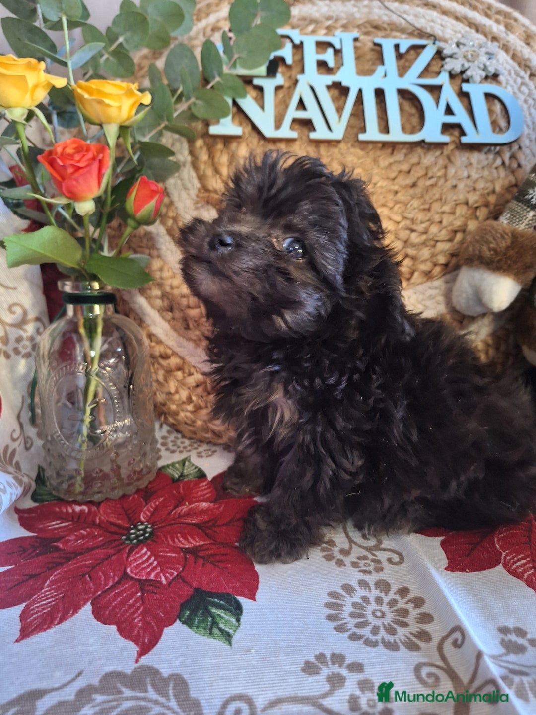 Maltipoo perros en venta: MALTIPOO TOY - Anuncio 4