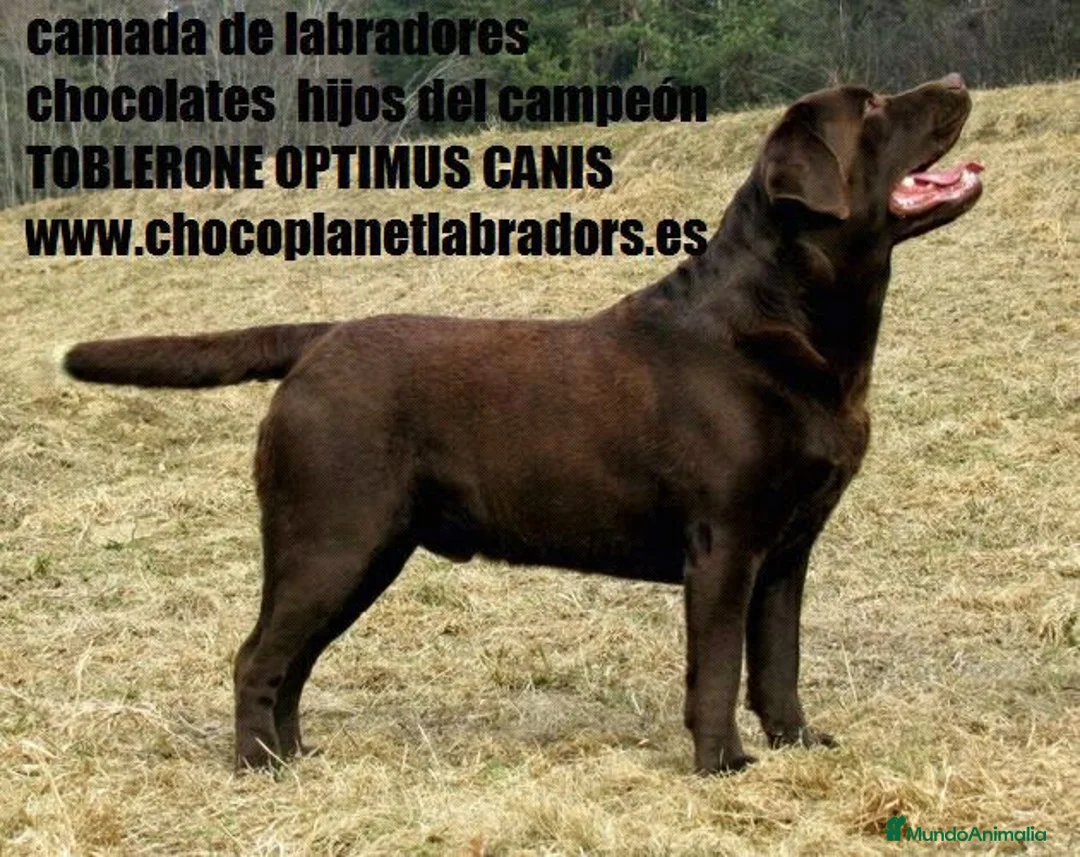 Imagen de galería {{count}}