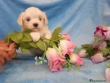 Bichón Maltés Cachorro 5