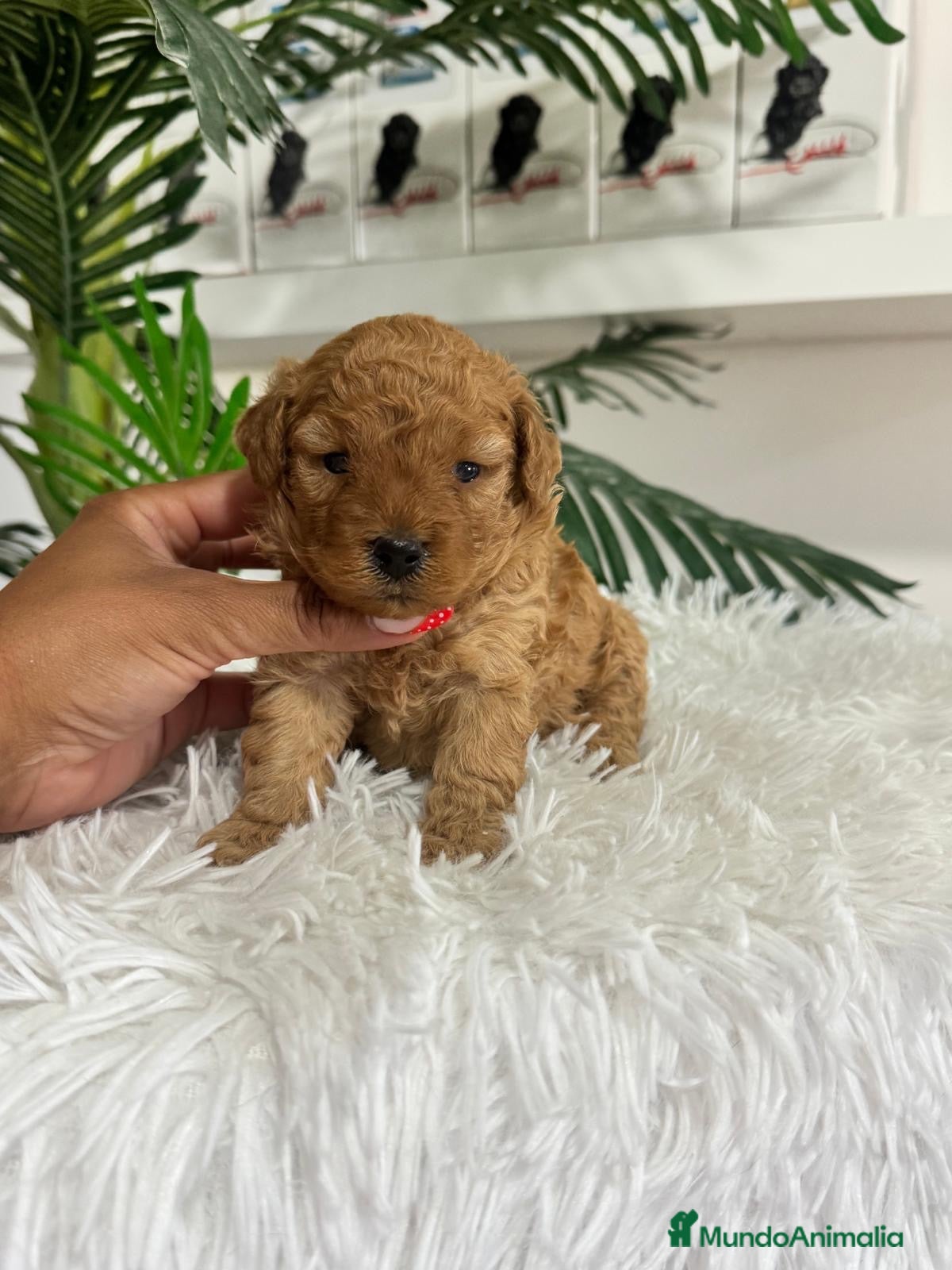 Caniche Toy perros CANICHE HEMBRA  - Anuncio 1