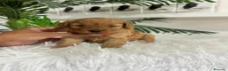 Caniche Toy perros en venta: CANICHE HEMBRA  - Anuncio 1