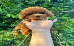 Caniche Toy perros en venta: Caniche teddy asiáticos  - Imagen 2