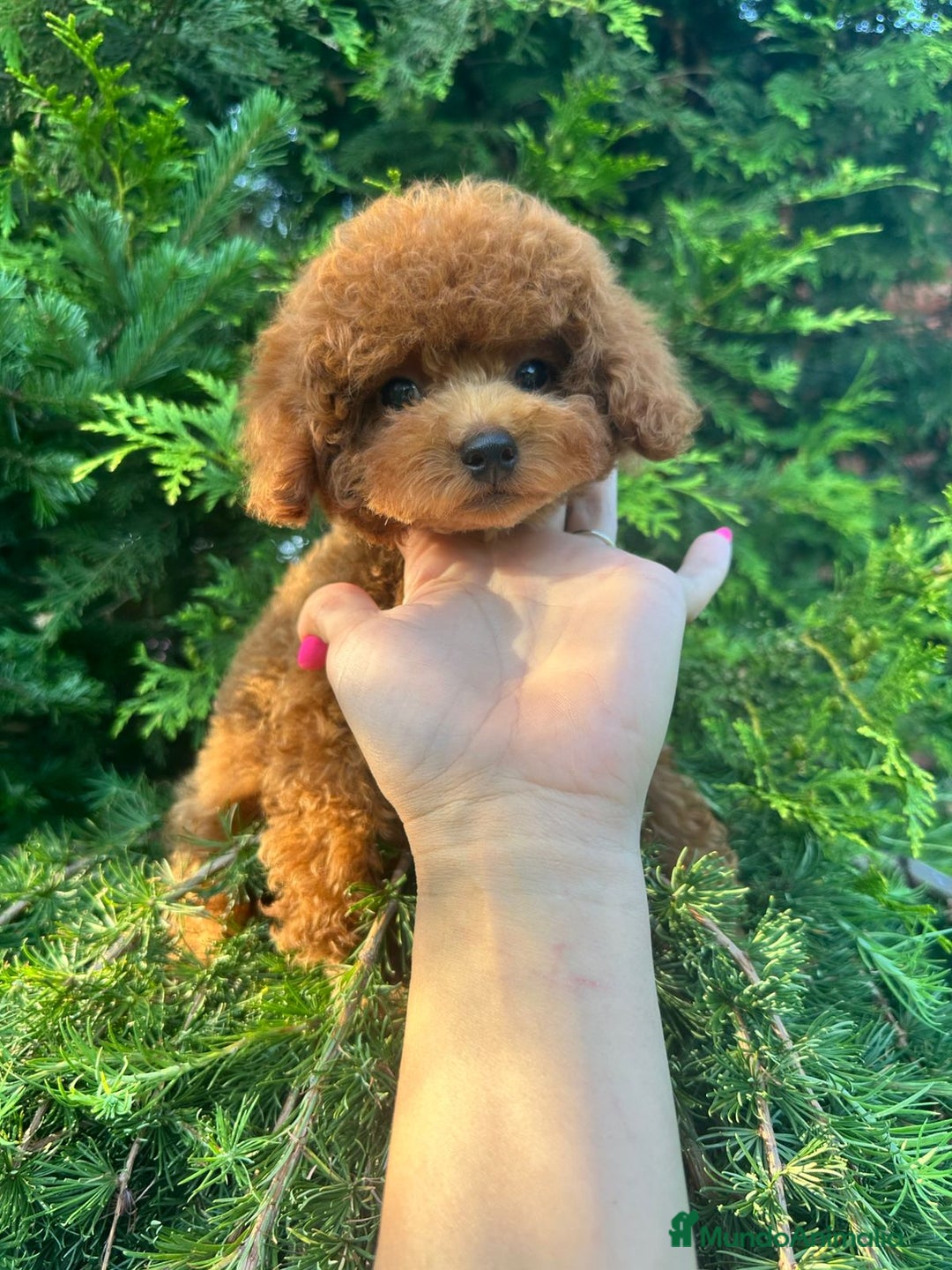 Caniche Toy perros en venta: Caniche teddy asiáticos  - Imagen 2