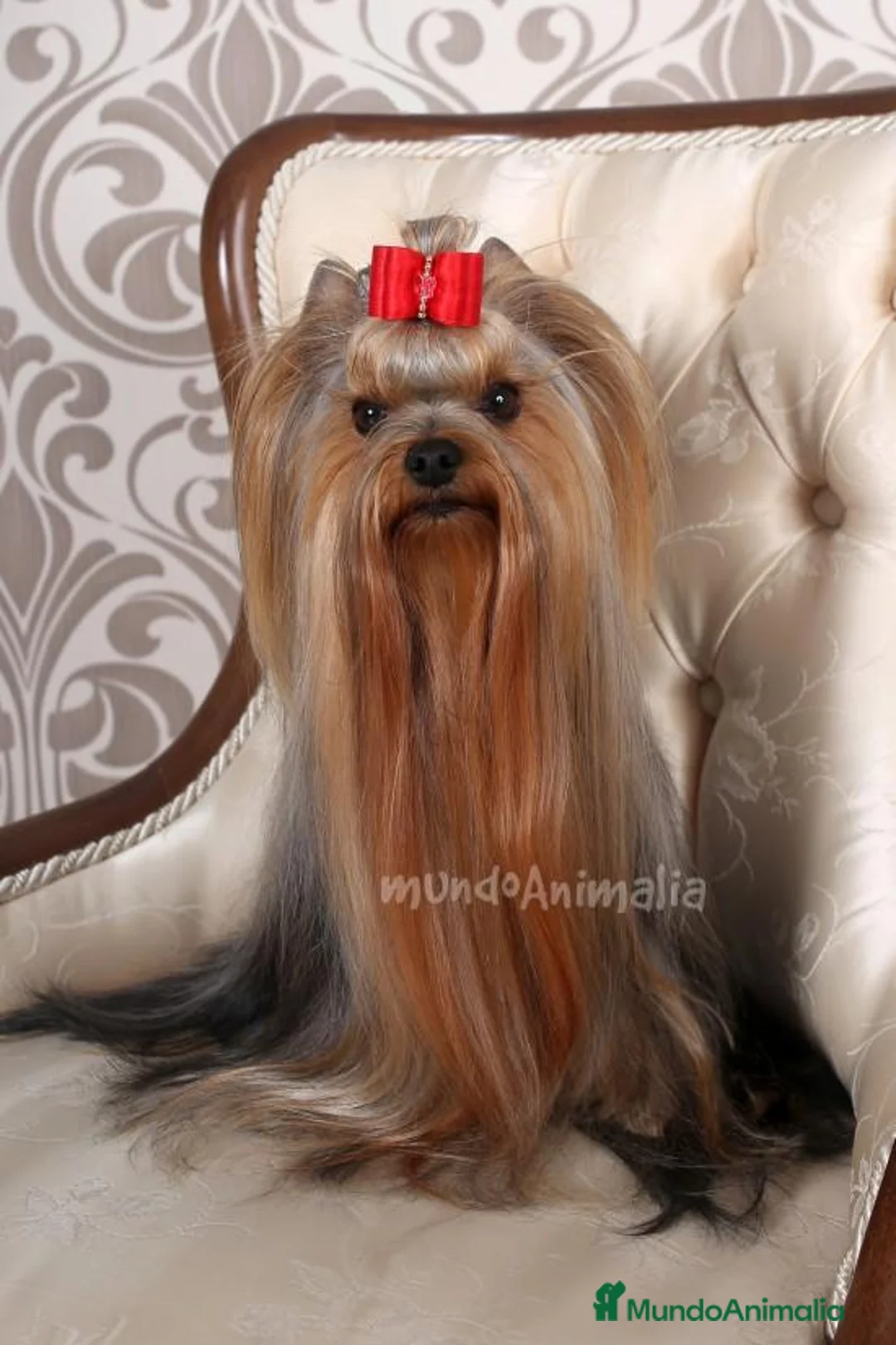 Imagen de galería {{count}}