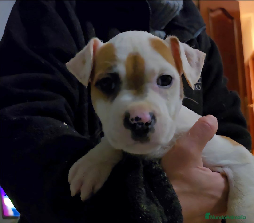 American Staffordshire-Terrier perros en venta: American staffordshire terrier  - Anuncio 1