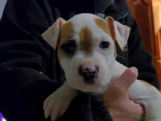 American Staffordshire-Terrier perros American staffordshire terrier - Anuncio 1