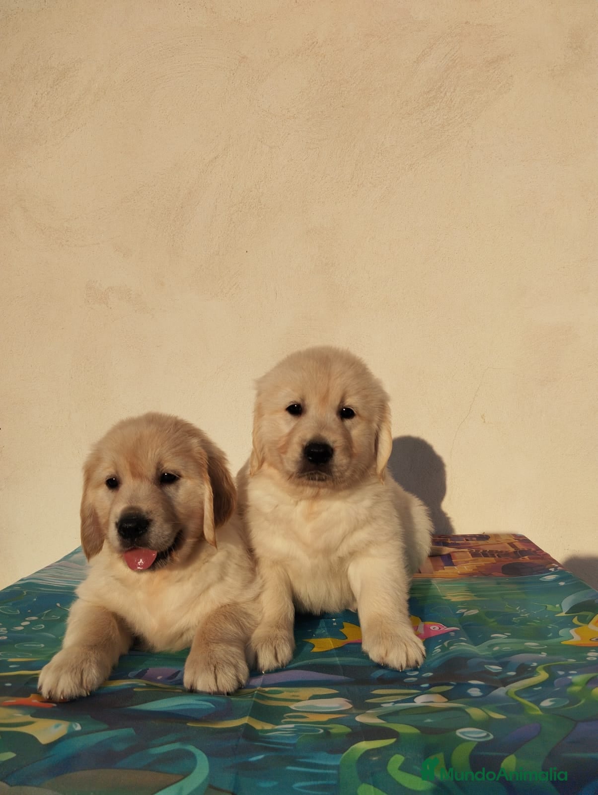 Golden Retriever perros Gran Camada de Golden Retriever - Anuncio 2