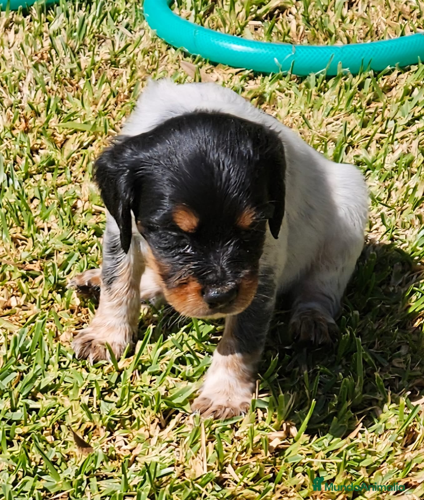 Épagneul Breton perros Cachorros  breton  - Anuncio 1