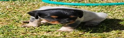 Épagneul Breton perros en venta: Cachorros  breton  - Anuncio 1