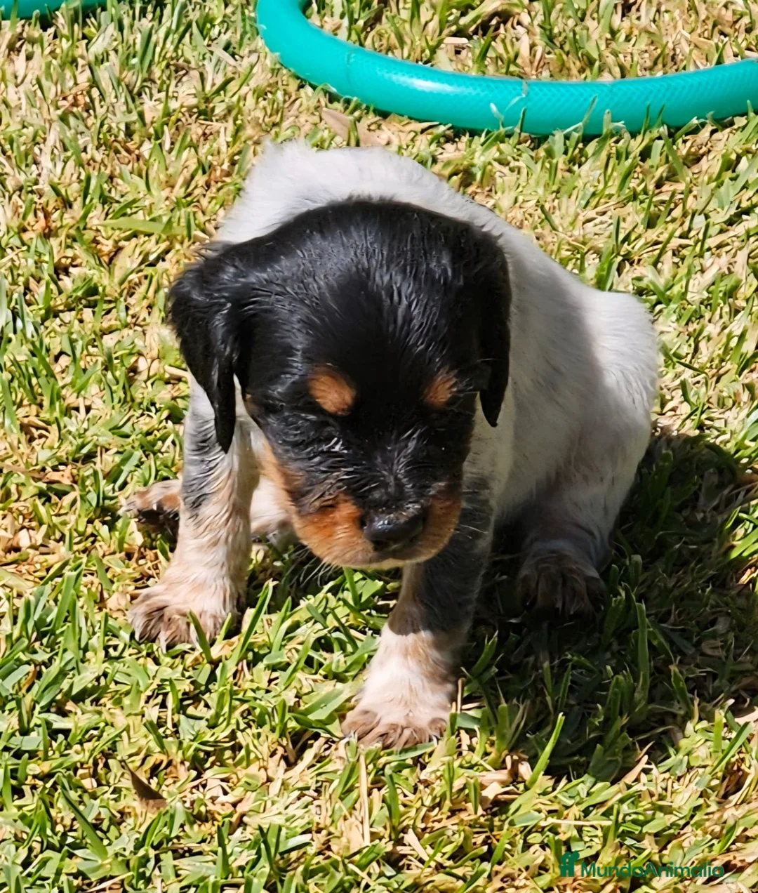 Épagneul Breton perros en venta: Cachorros  breton  - Anuncio 1