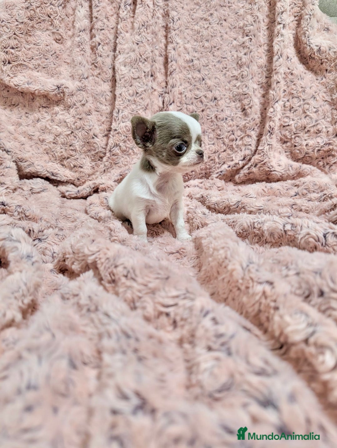 Chihuahua perros en venta: Chihuahua lilac bicolor  - Anuncio 5