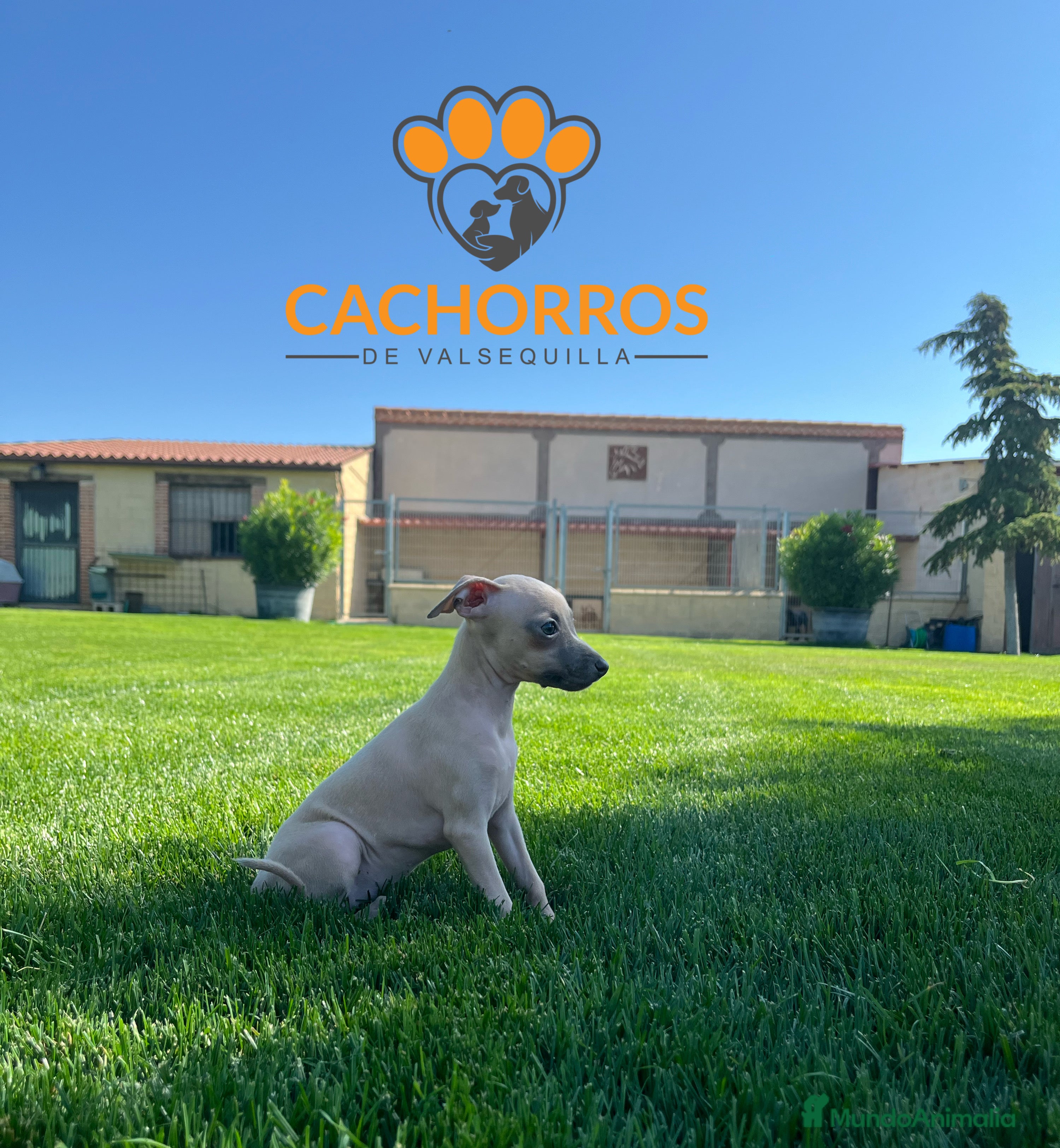 Pequeño Lebrel Italiano perros Lebrel italiano. Piccolo - Anuncio 3