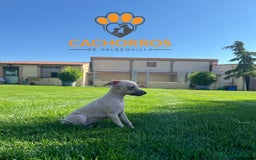 Pequeño Lebrel Italiano perros en venta: Lebrel italiano. Piccolo - Imagen 1