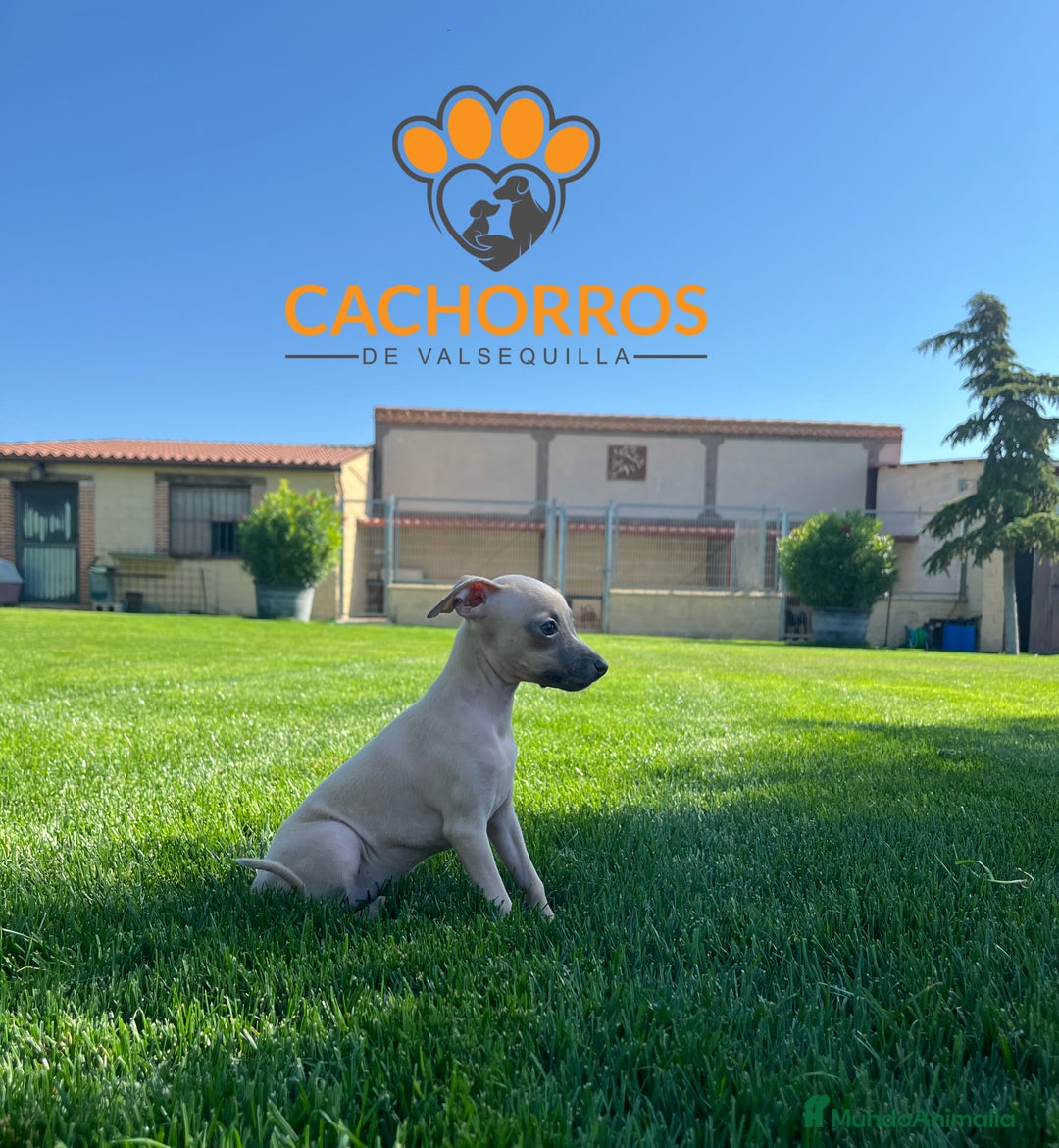 Pequeño Lebrel Italiano perros en venta: Lebrel italiano. Piccolo - Imagen 1