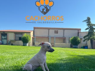 Pequeño Lebrel Italiano perros - Anuncio 3