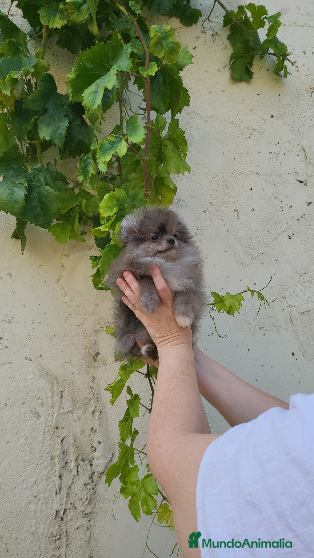 Pomerania perros en venta: Machito merle miniatura  - Imagen 1