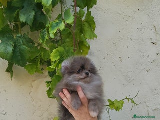 Pomerania perros - Anuncio 7