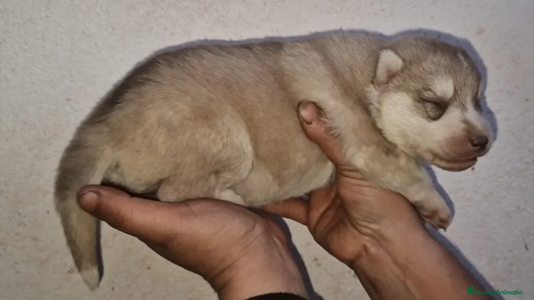Husky Siberiano perros en venta: cachorros de husky siberiano - Anuncio 12