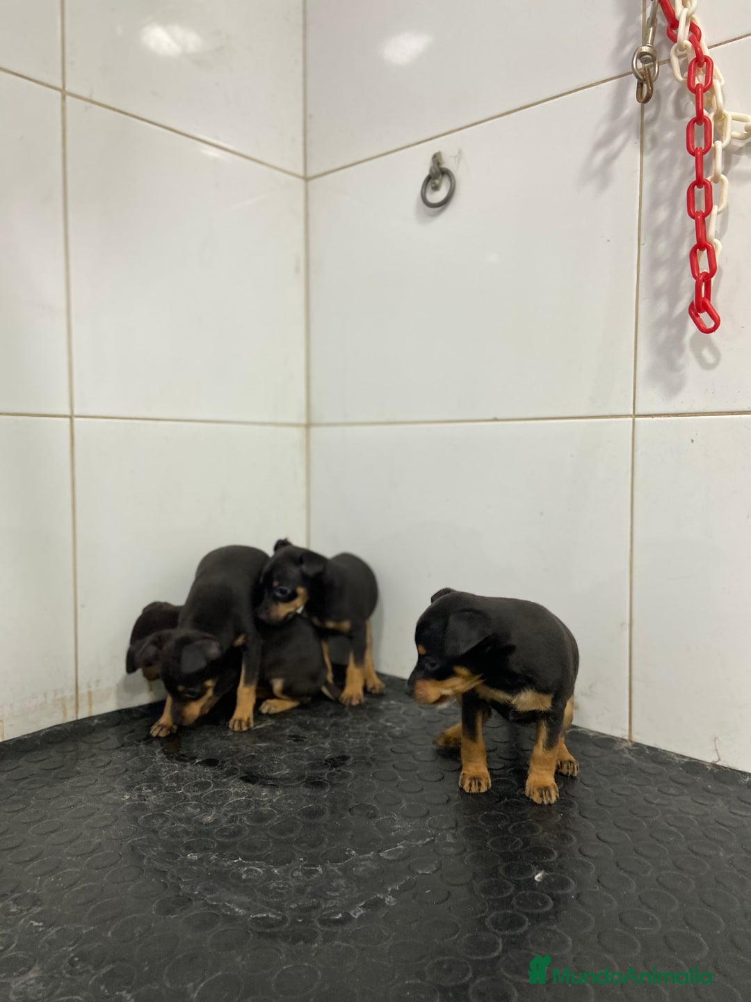 Pinscher Miniatura perros en venta: Cachorros Pinscher 500€ ¡PRECIO REAL! - Anuncio 3