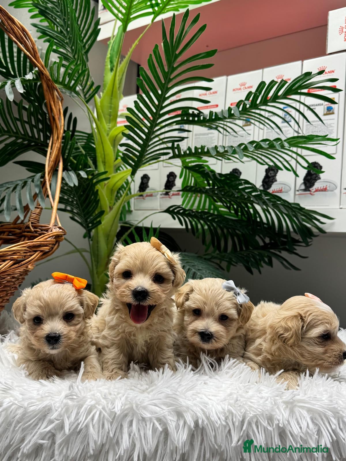 Maltipoo perros en venta: MALTIPOO - Anuncio 14