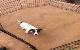 Jack Russell Terrier perros en venta: Jack Russell última hembra  - Anuncio 1