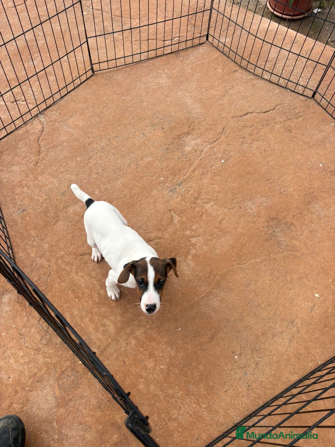Jack Russell Terrier perros en venta: Jack Russell última hembra  - Anuncio 1