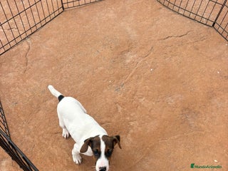 Jack Russell Terrier perros Jack Russell última hembra - Anuncio 2