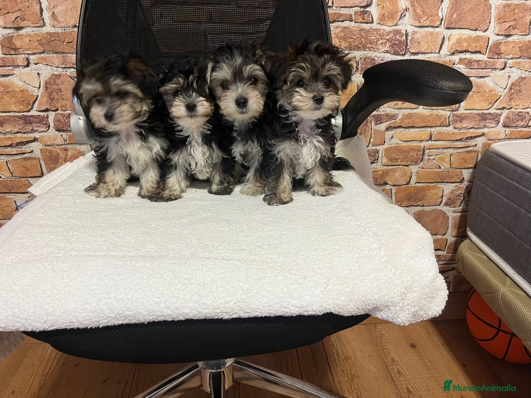 Raza Mixta perros en venta: CACHORROS DE YORKIE POO - Imagen 6
