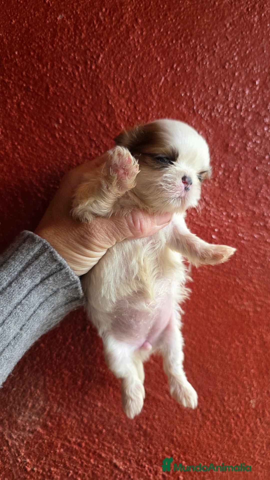 Shih Tzu perros en venta: Shih-tzu  - Anuncio 1