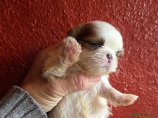 Shih Tzu perros Shih-tzu - Anuncio 16