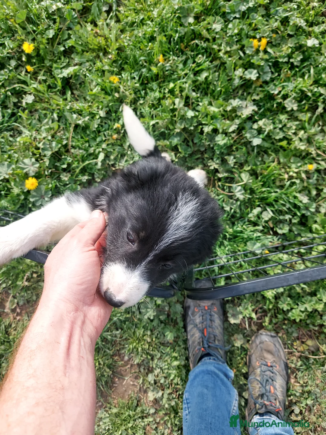 Border Collie perros en venta: border collies blancos y negros en Barcelona - Anuncio 6