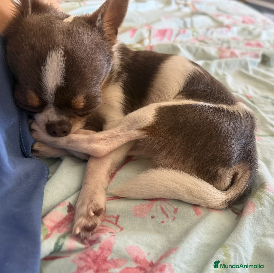 Chihuahua perros para monta: Chihuahua color exótico para monta  - Anuncio 2