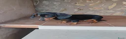 Teckel Miniatura perros en venta: Cachorro teckel miniatura  - Anuncio 4