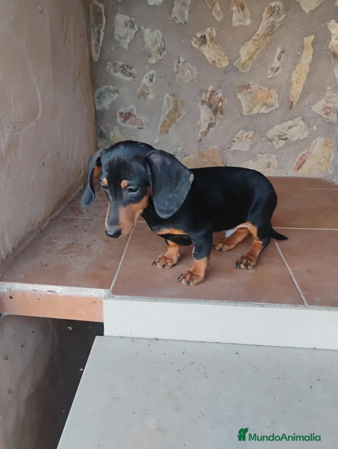 Teckel Miniatura perros en venta: Cachorro teckel miniatura  - Anuncio 4