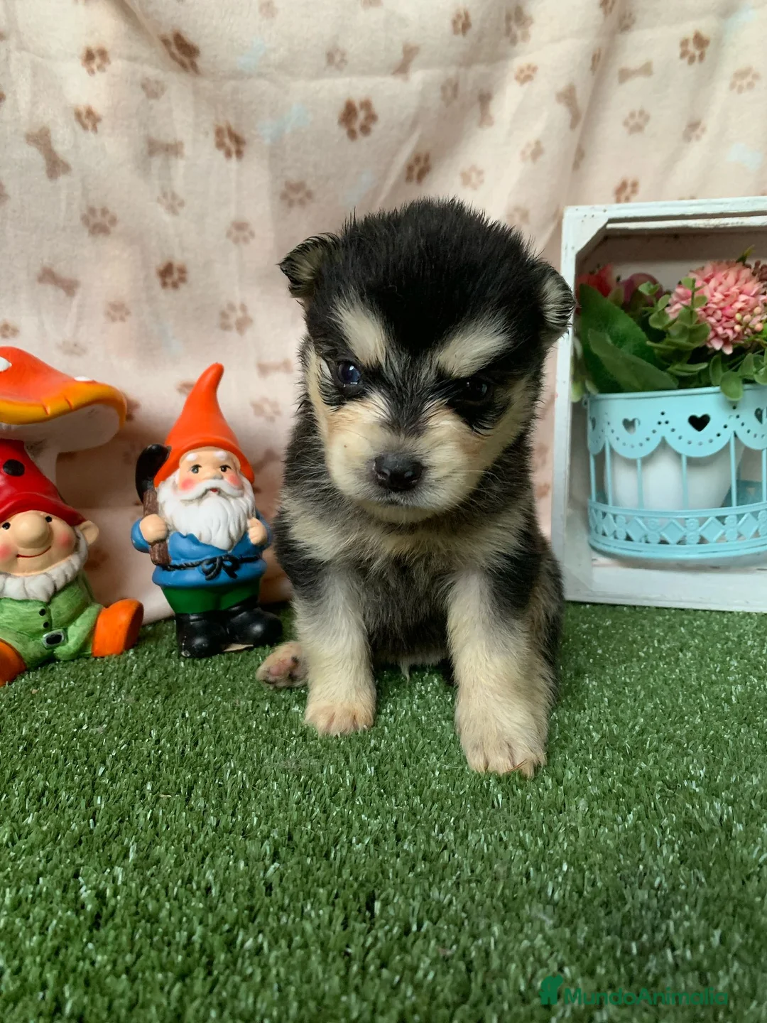Pomsky perros en venta: CACHORRO POMSKY - Anuncio 1