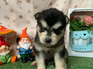Pomsky perros CACHORRO POMSKY - Anuncio 3